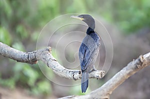 Neotropic cormorant perched on a tree branch