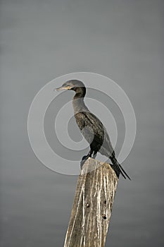 Neotropic cormorant, Phalacrocorax brasilianus