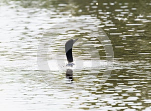 Neotropic Cormorant (Phalacrocorax brasilianus) in Brazil