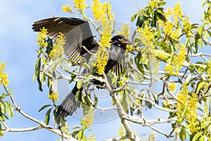 Neotropic Cormorant (Phalacrocorax brasilianus) in Brazil