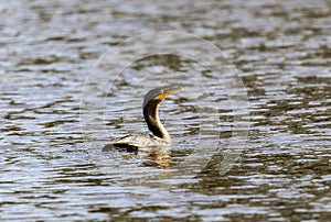 Neotropic Cormorant (Phalacrocorax brasilianus) in Brazil