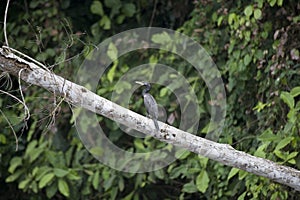 Neotropic Cormorant, Phalacrocorax brasilianus, Ecuador