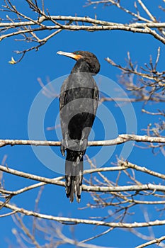 Neotropic cormorant Phalacrocorax brasilianus perched on a tree. Peru.