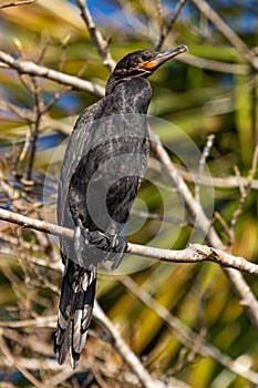 Neotropic cormorant Phalacrocorax brasilianus perched on a tree. Peru.