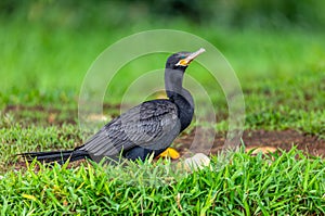 Neotropic cormorant - Phalacrocorax brasilianus. Refugio de Vida Silvestre Cano Negro, Wildlife and bird watching in Costa Rica photo