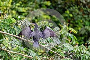 Neotropic cormorant - Phalacrocorax brasilianus. Refugio de Vida Silvestre Cano Negro, Wildlife and bird watching in Costa Rica photo