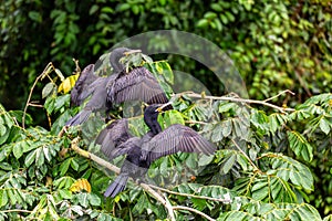 Neotropic cormorant - Phalacrocorax brasilianus. Refugio de Vida Silvestre Cano Negro, Wildlife and bird watching in Costa Rica photo