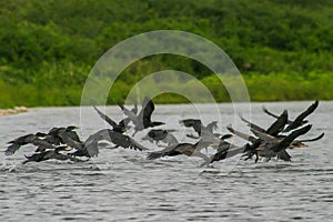 Wildlife: Neotropic Cormorant is used for fishing by the Uru Tribe