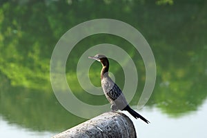 A Neotropic cormorant taking rest with one leg up.