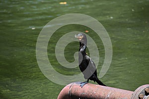 Neotropic Cormorant in Trinidad