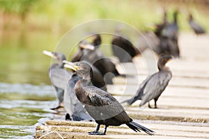 Neotropic Cormorants