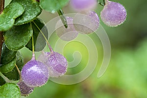 Neotropical Blueberry Fruits