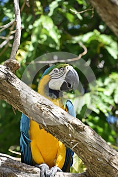 Neotropical Colorful Macaw Standing on a Tree Branch photo