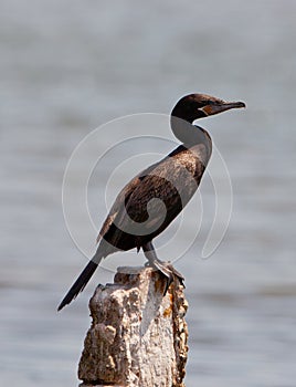 Neotropical Cormorant photo