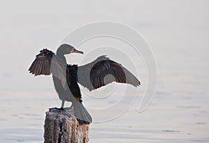 Neotropical Cormorant