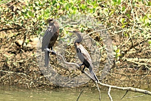 Neotropical Cormorant on the River Costa Rica