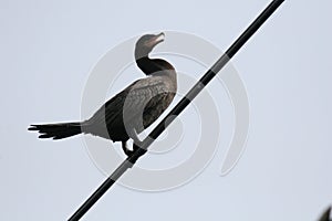 Neotropical cormorant sitting on cable