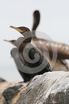 Neotropical cormorant sitting on rock