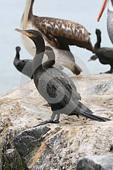 Neotropical cormorant sitting on rock