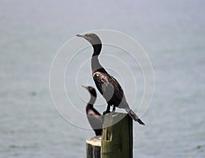 Neotropical cormorants enjoying life in the lake