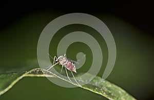 Neotropical female mosquitoe photo