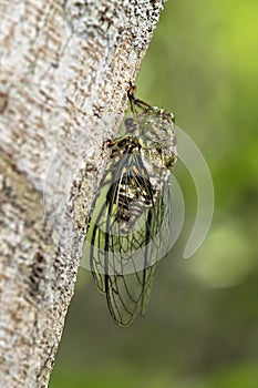 Neotropical Fidicina cicada photo