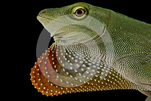 Neotropical green anole Norops biporcatus