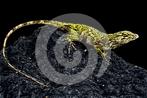 Neotropical Green Anole (Norops biporcatus)