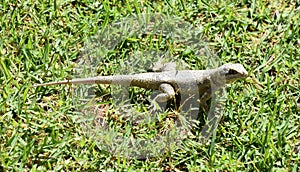 Neotropical lava lizard Tropidurus hispidus