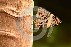 Neotropical Mosaic butterfly