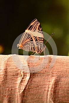Neotropical Mosaic butterfly photo