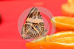 Neotropical Mosaic butterfly photo