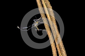 Neotropical mosquito Culex