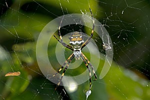 Neotropical orb-weaver Silver Argiope