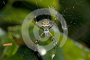 Neotropical orb-weaver Silver Argiope photo