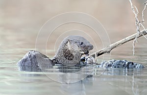 Neotropical otter eating a fish in a river photo