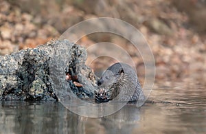 Neotropical otter eating a fish in a river photo
