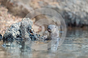 Neotropical otter eating fish in water photo