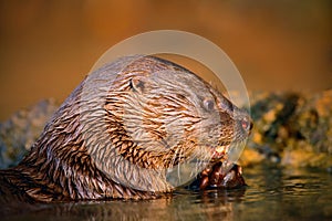 Neotropical Otter, Lontra longicaudis, feeding kill fish in the water, on the rock river coast, rare animal in the nature