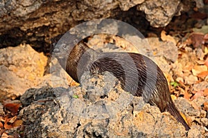 Neotropical Otter, Lontra longicaudis, sitting on the rock river coast, rare animal in the nature habitat, Rio Negro, Pantanal, Br photo