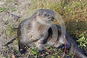 Neotropical otter photo