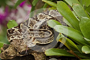 Neotropical Rattlesnake photo