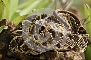 Neotropical Rattlesnake photo