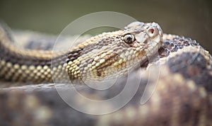 Neotropical rattlesnake Crotalus durissus