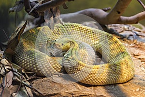 Neotropical Rattlesnake venomous pit viper snake curled up