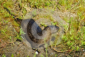 Neotropical River Otter