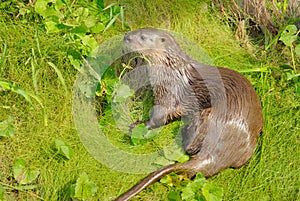 Neotropical River Otter photo