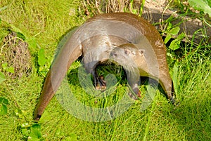 Neotropical River Otter photo