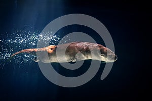 Neotropical River Otter Diving