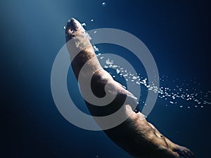 Neotropical River Otter Diving underwater